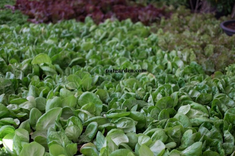 Will Lettuce Grow In Winter