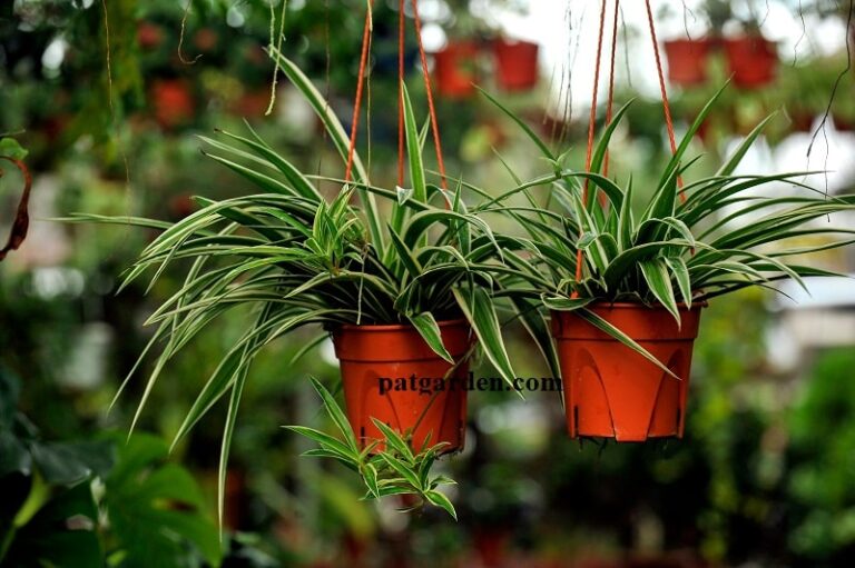 spider plant care
