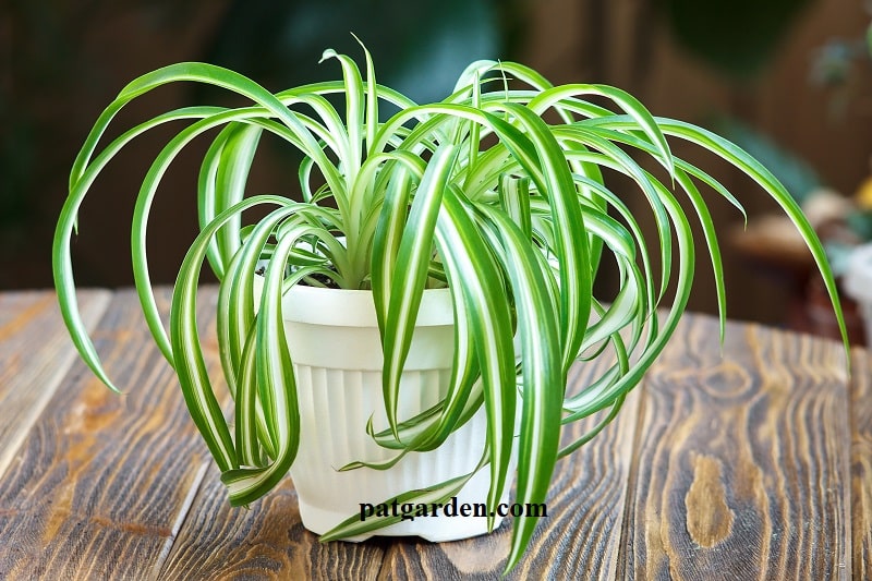 spider plant care