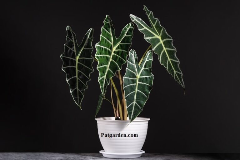 Why Is My Alocasia Zebrina Drooping