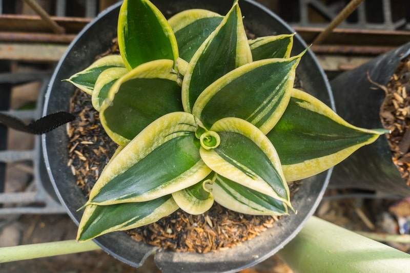 Why Is My Snake Plant Leaves Turning Yellow? 