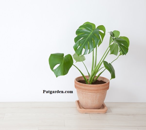 Why Are My Monstera Leaves Drooping