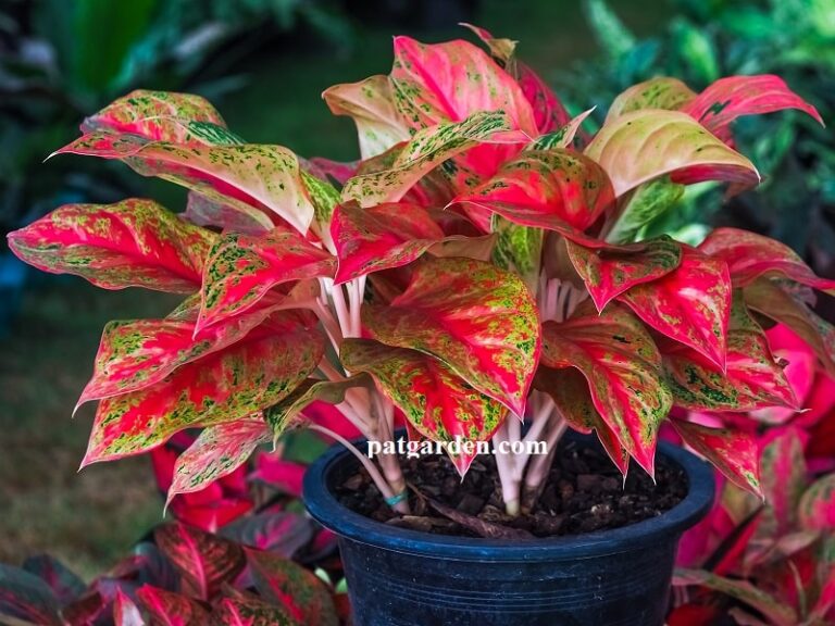 Why Are the Leaves of My Aglaonema Limp and Drooping