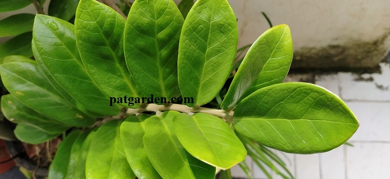 Why Does My ZZ Plant Have Yellow Leaves