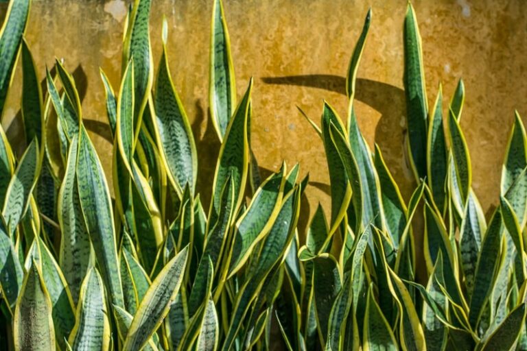 Why Is My Snake Plant Leaves Turning Yellow?