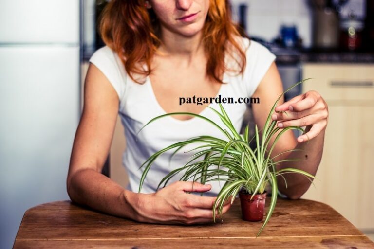 hy is my spider plant dying?