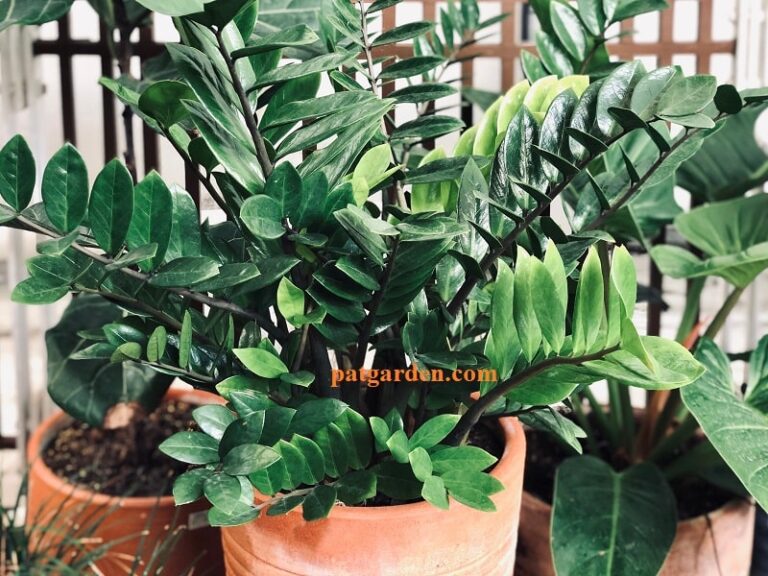 Why Does My ZZ Plant Have Yellow Leaves