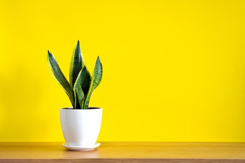 Why Is My Snake Plant Leaves Turning Yellow? 