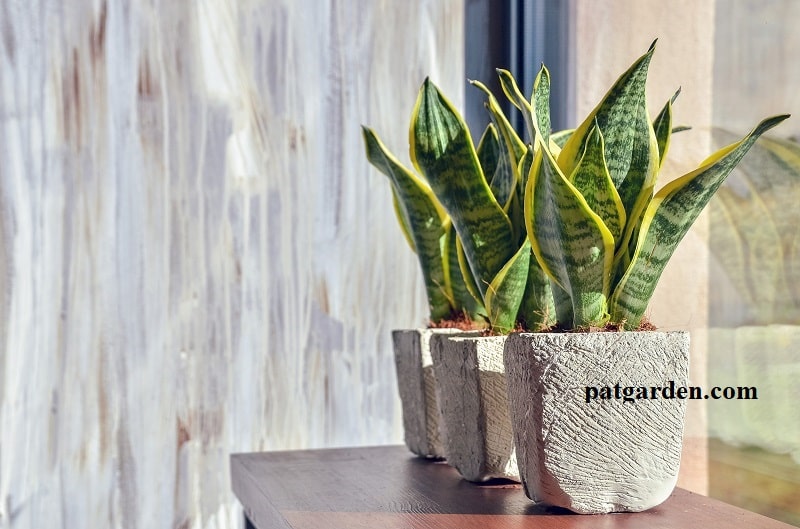 Why Are My Snake Plant Leaves Curling?