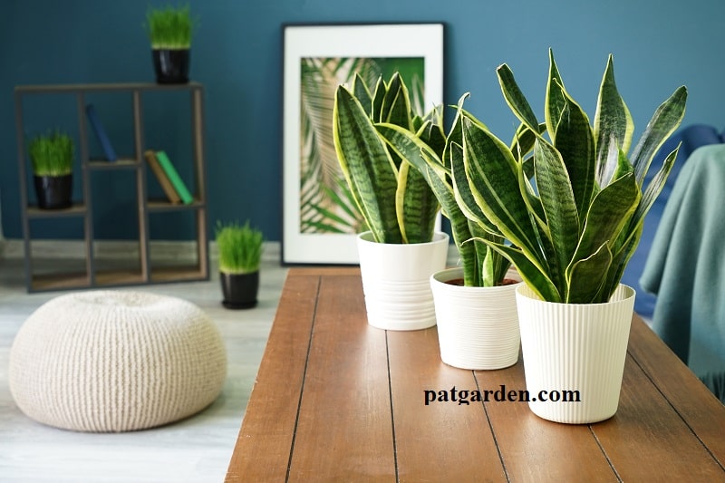 Why Are My Snake Plant Leaves Curling?