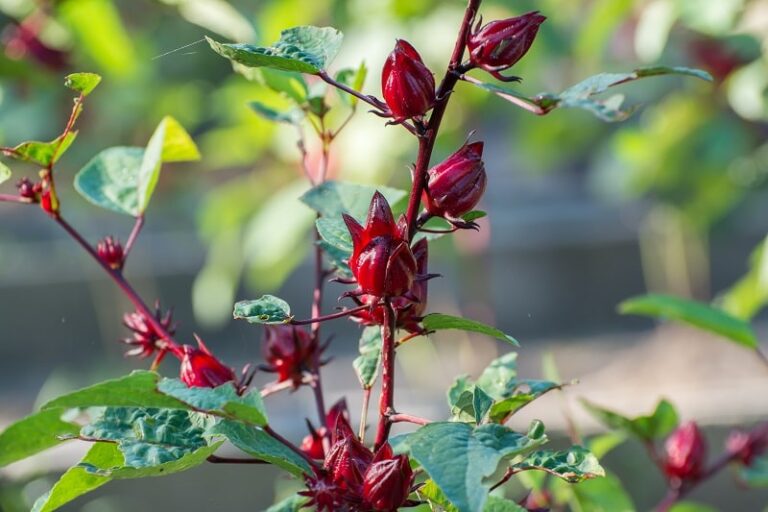 Hibiscus vs Roselle