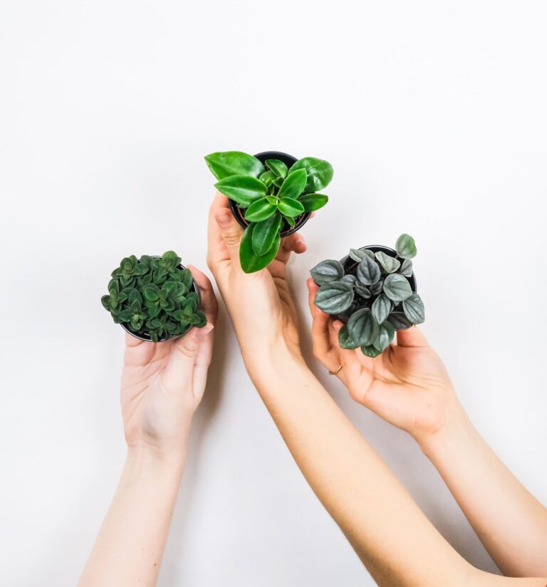 Peperomia Plant Care Guide