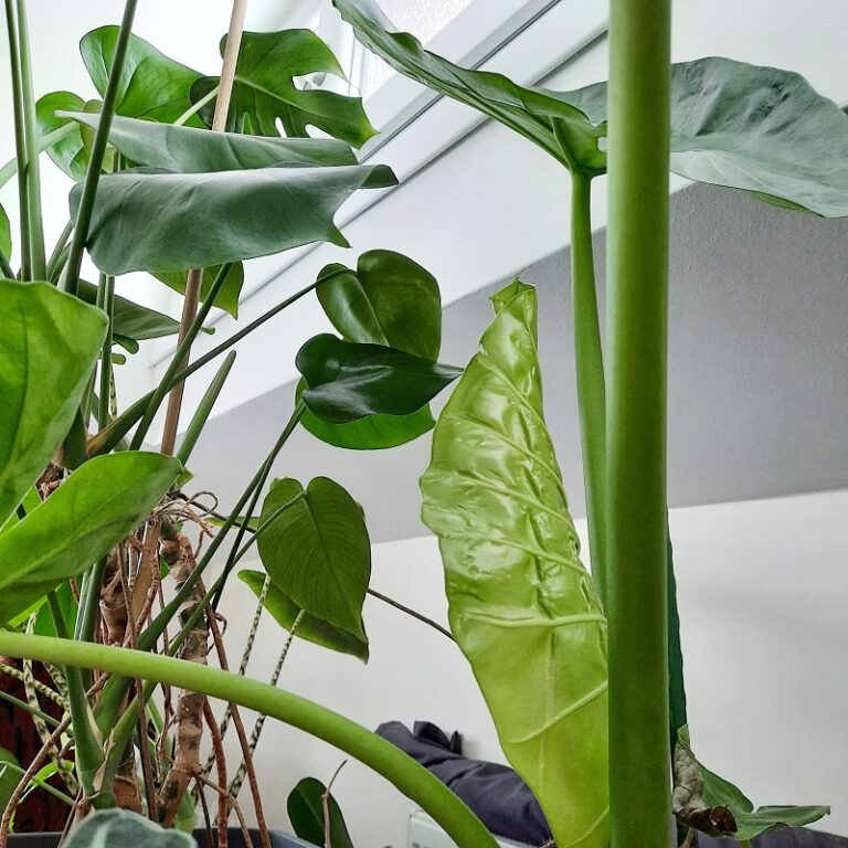 Why Is My Alocasia Polly Turning Yellow