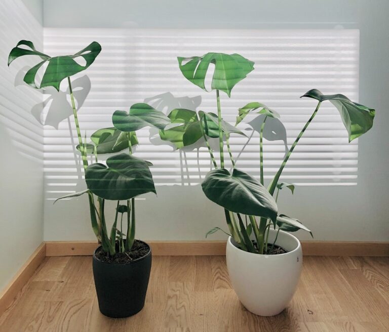 Why Monstera Leaves Not Splitting