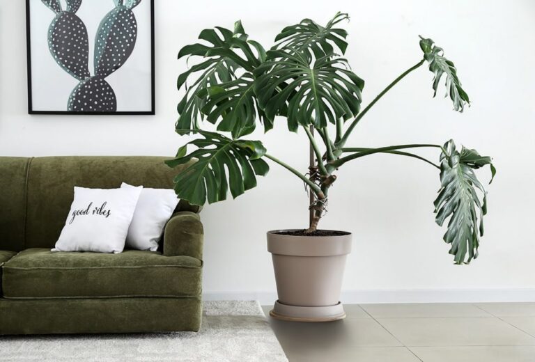 Monstera vs Philodendron