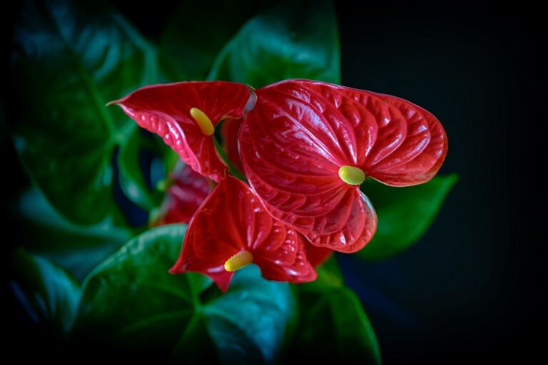 Why Are My Anthurium Leaves Curling