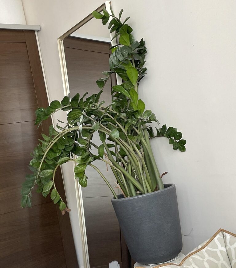 Why Are My ZZ Plant Stalks Falling Over