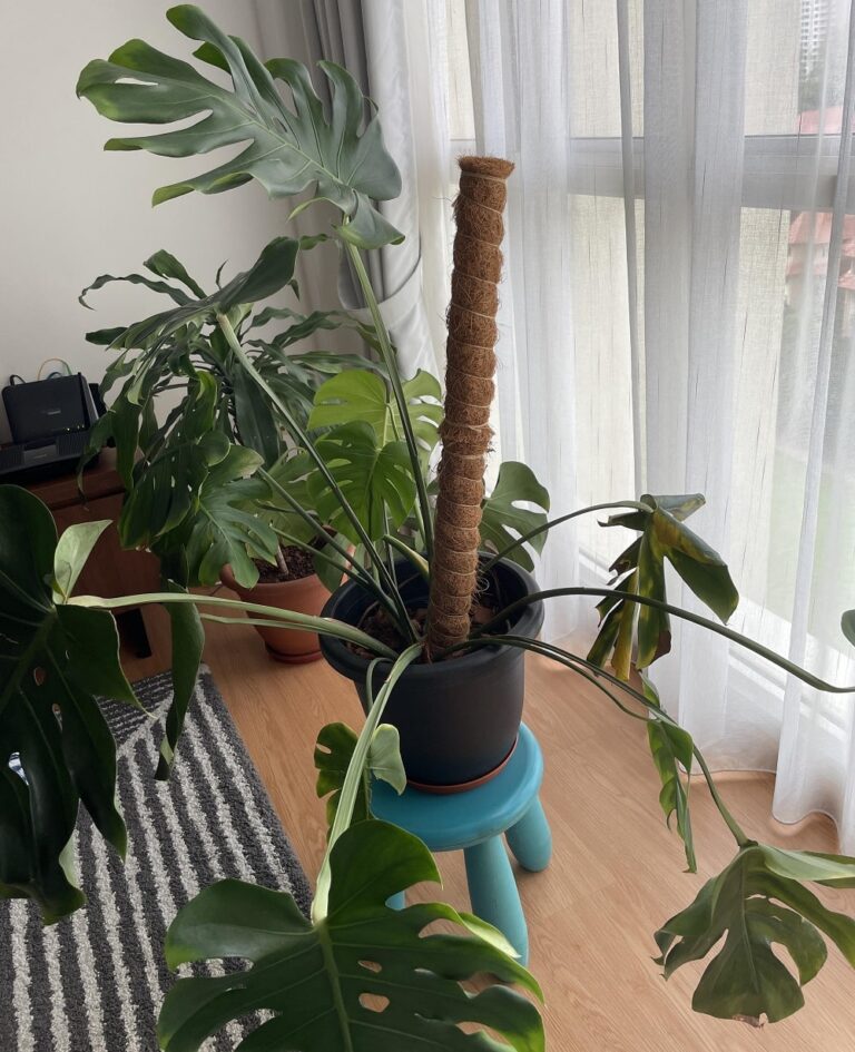 How to Keep Moss Pole Moist