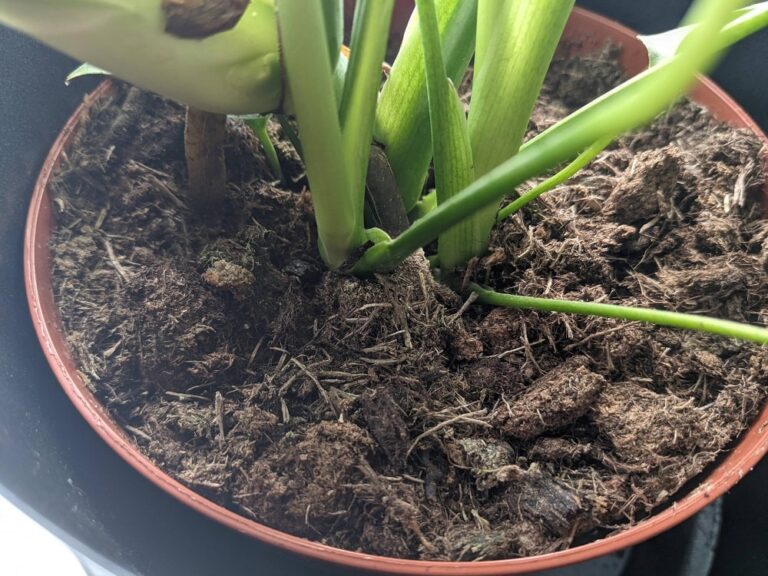 How to Make Homemade Fertilizers for Indoor Plants