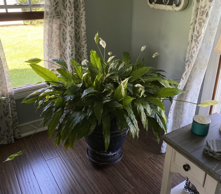 Peace Lily Leaves Turning Yellow