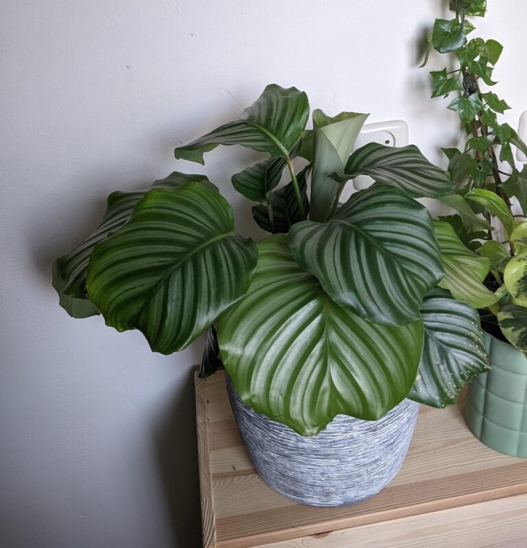 Calathea Orbifolia Care
