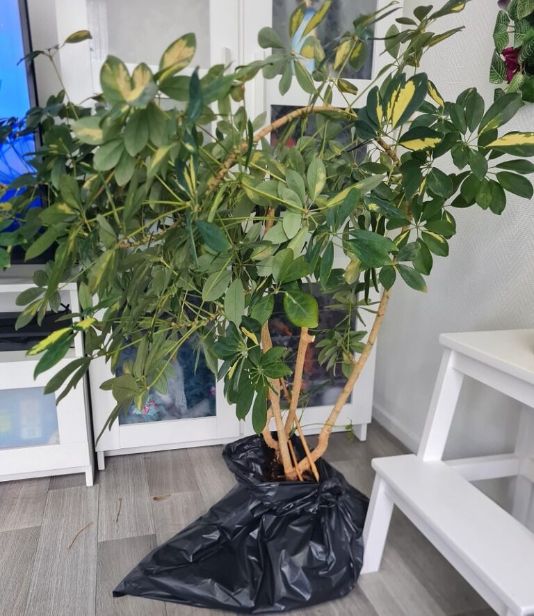 Why Is My Umbrella Plant Drooping