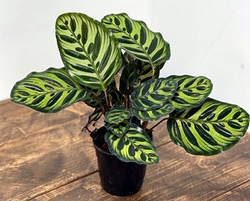 Calathea Varieties with Pictures