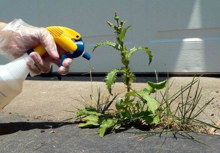Does Bleach Kill Weeds