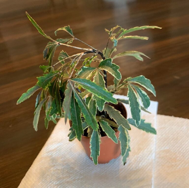 Why Is My Threadleaf Aralia Dropping Leaves