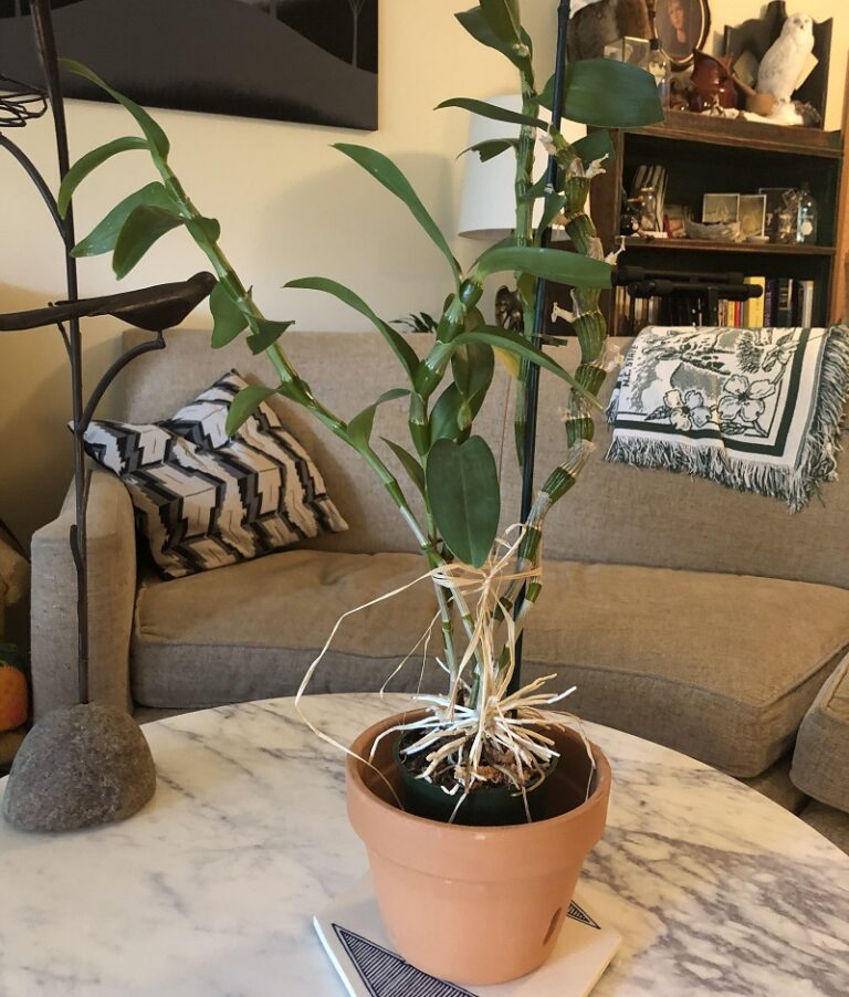 Dendrobium Nobile Orchid Care