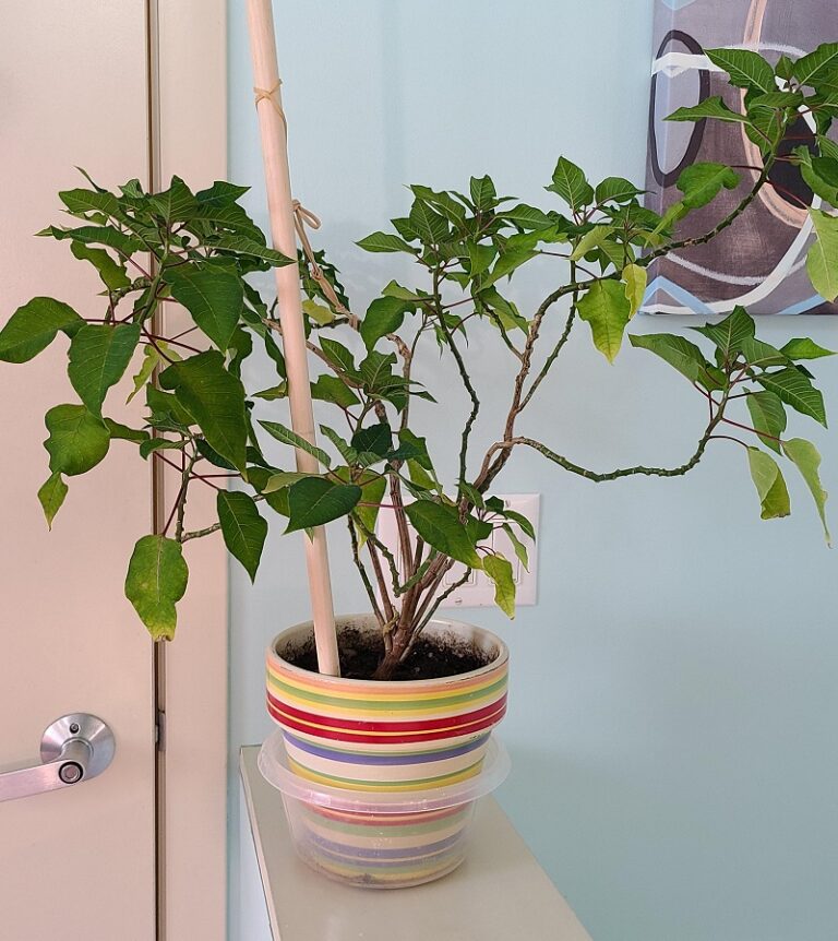 Why Is My Poinsettia Wilting