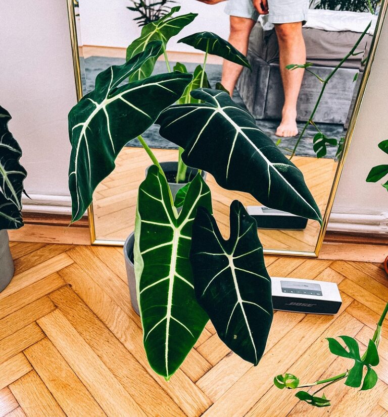Alocasia Frydek Care