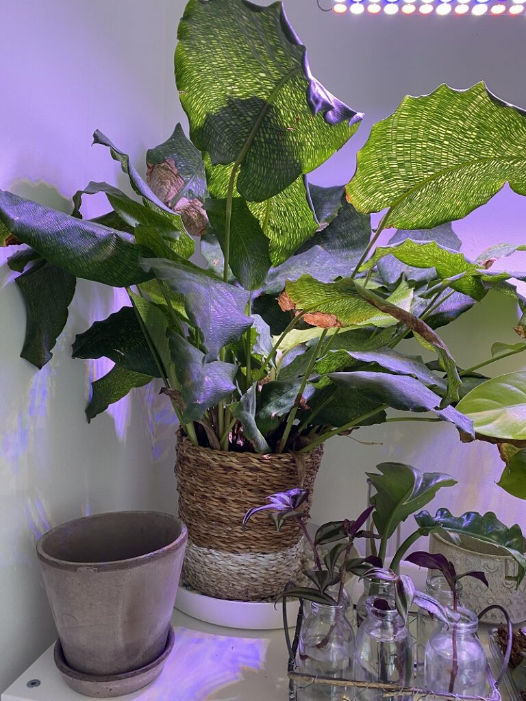 Calathea Musaica Care