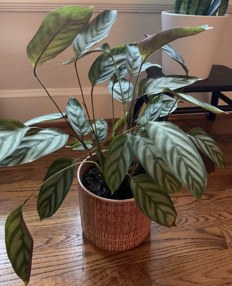 Never Never Plant Care