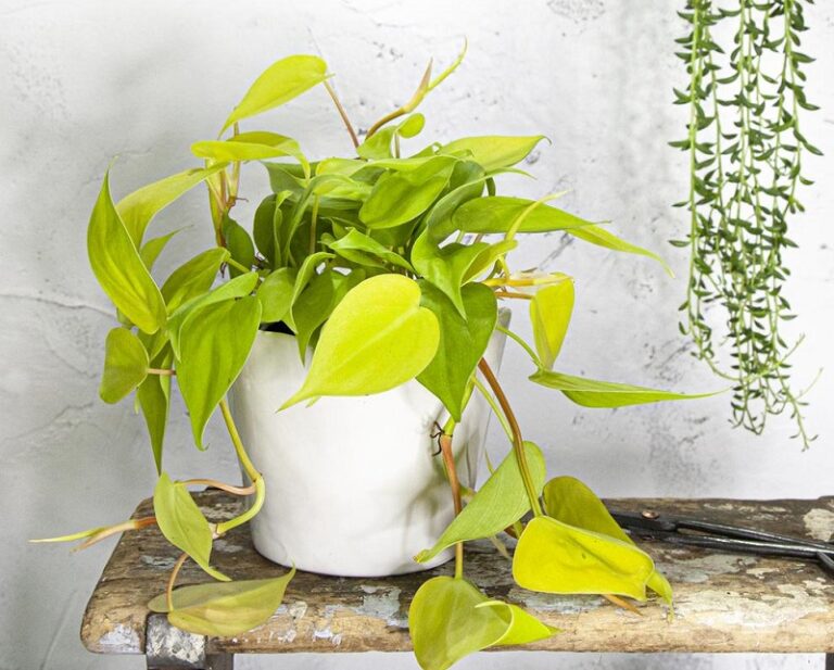 Philodendron Lemon-Lime Vs Neon Pothos