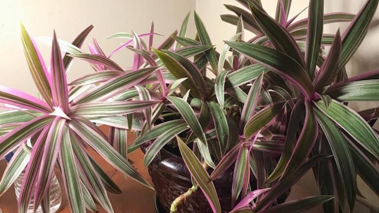 Why Are The Leaves of My Rhoeo Oyster Fading