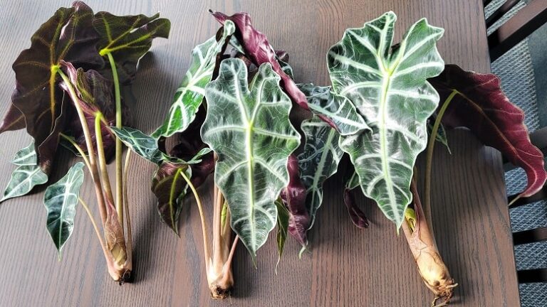 Alocasia Amazonica Care