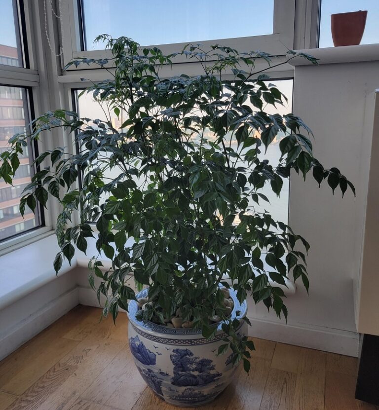 china doll plant care