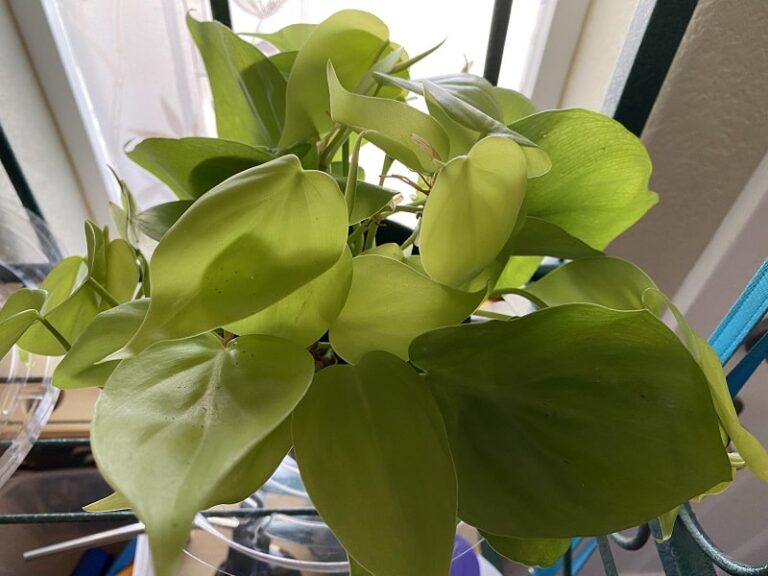 Heartleaf Philodendron Care