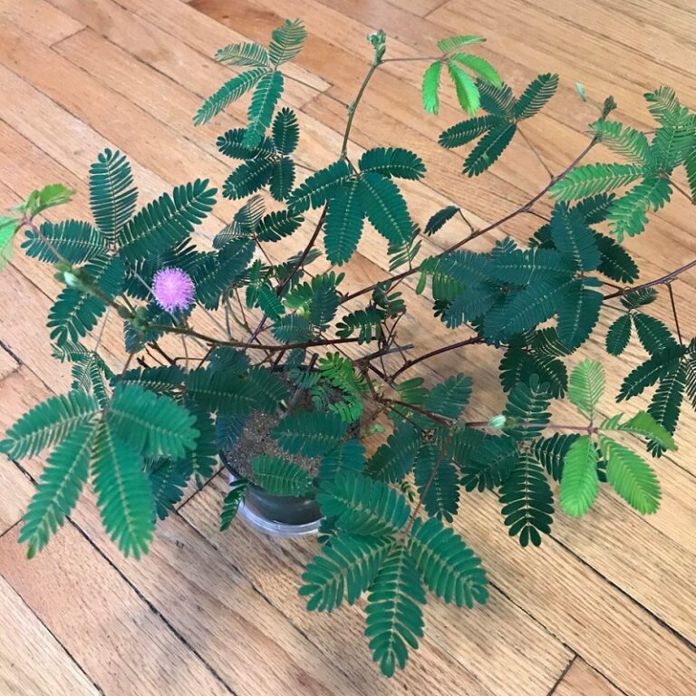 Sensitive Plant Care