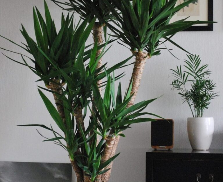 Why Are the Tips of My Yucca Cane Brown