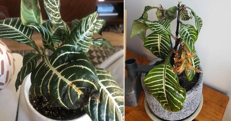 Zebra Plant Leaves Turning Brown