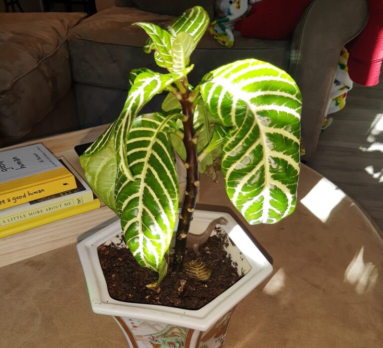 Zebra Plant Leaves Turning Yellow