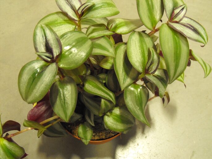 tradescantia zebrina leaves turning yellow