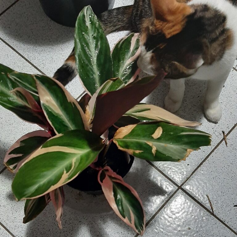 stromanthe triostar care