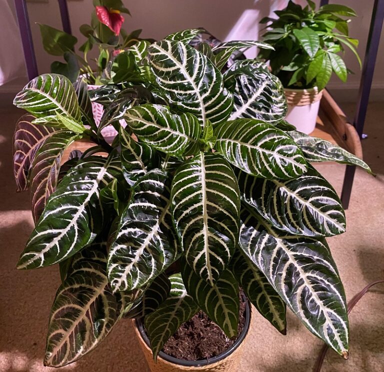 Why Are My Zebra Plant Leaves Curling