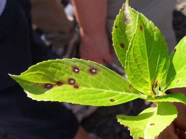 Brown Spots on Houseplant Leaves