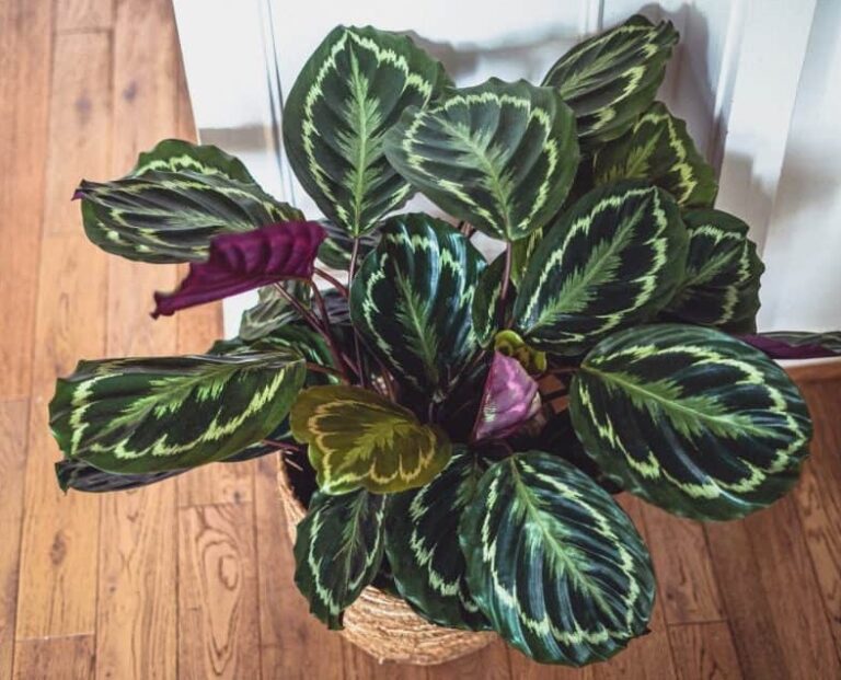 Calathea Leaves Turning Brown