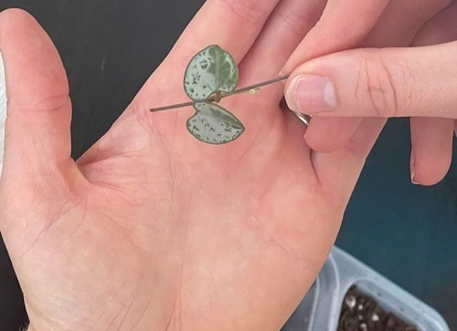 How to Propagate String of Hearts
