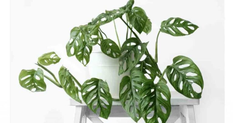 Monstera adansonii care